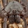 Huge New Spider Species Discovered in Mexican Cave icon