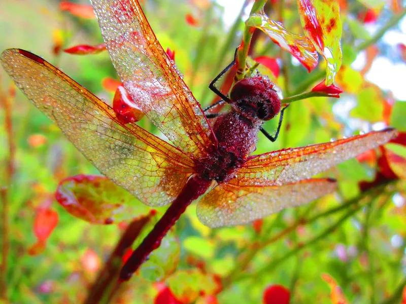 Dragonfly in rain Smithsonian Photo Contest Smithsonian Magazine