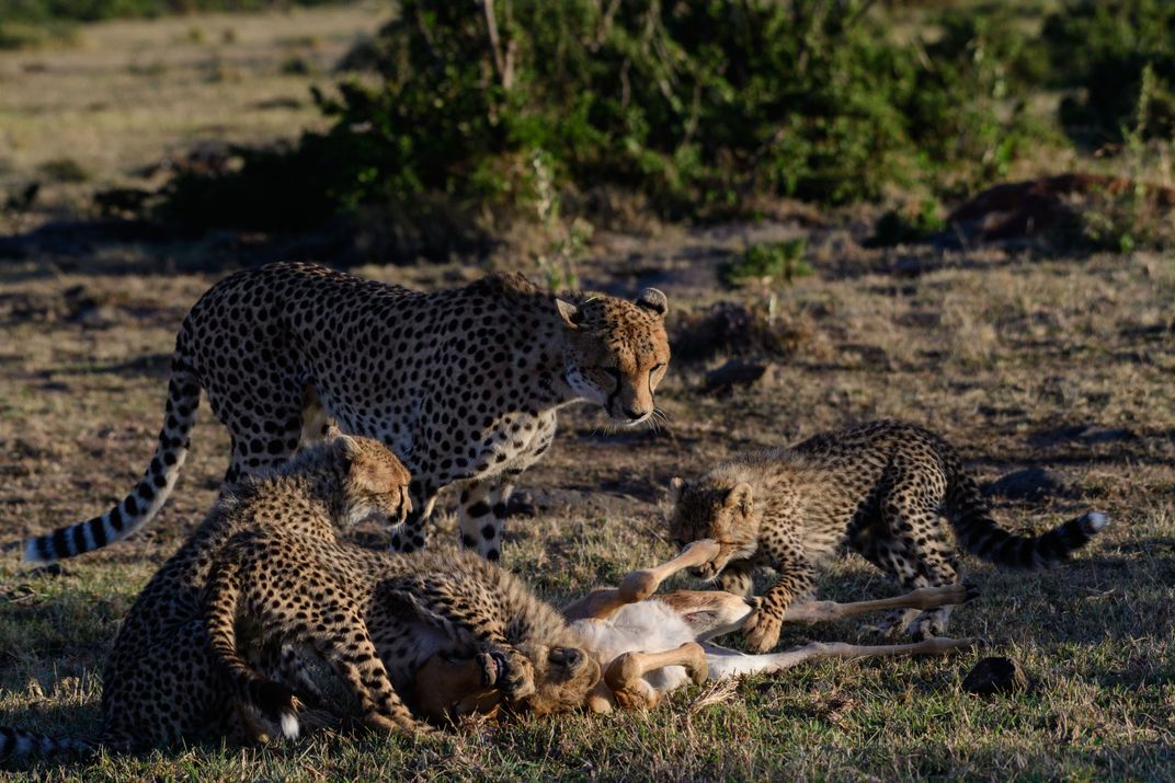 Cheetah mom and cubs on early morning kill | Smithsonian Photo Contest ...