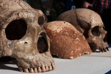 Comparison of a Neanderthal skull (left) and a human skull (right) with a 55,000-year-old fragment from a possible human-Neanderthal hybrid.
