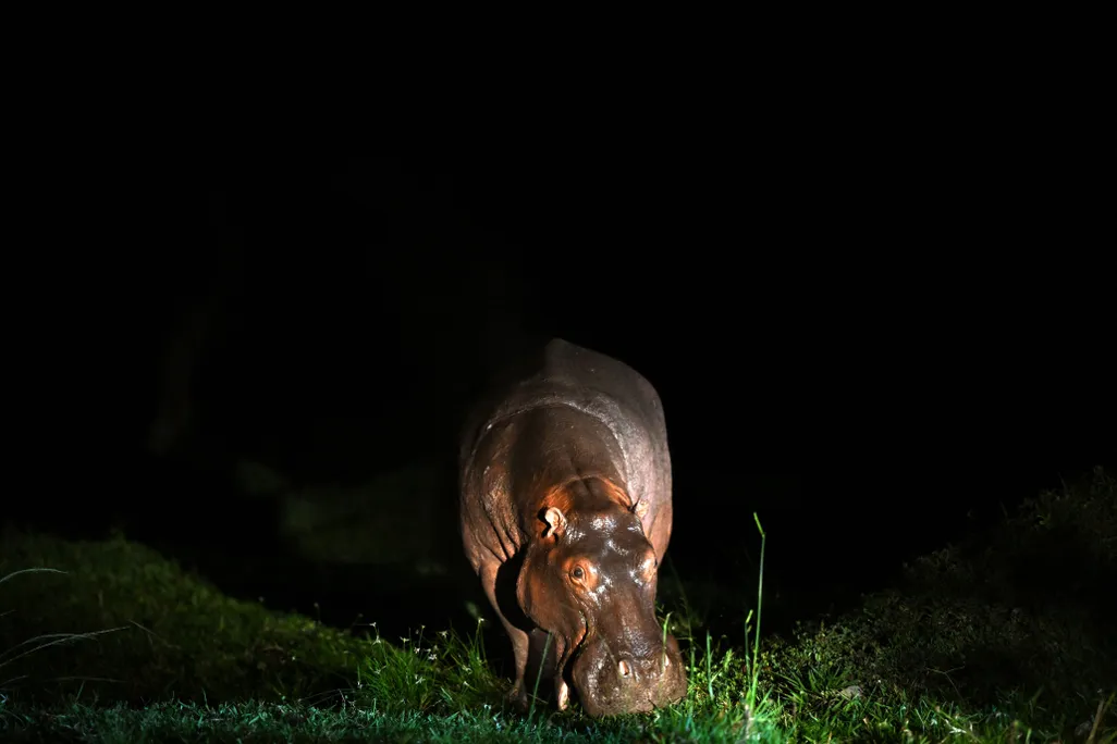 a hippo grazing in the dark