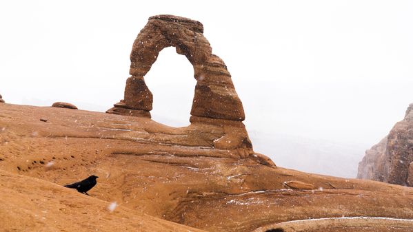 A raven in front of Delicate Arch. thumbnail