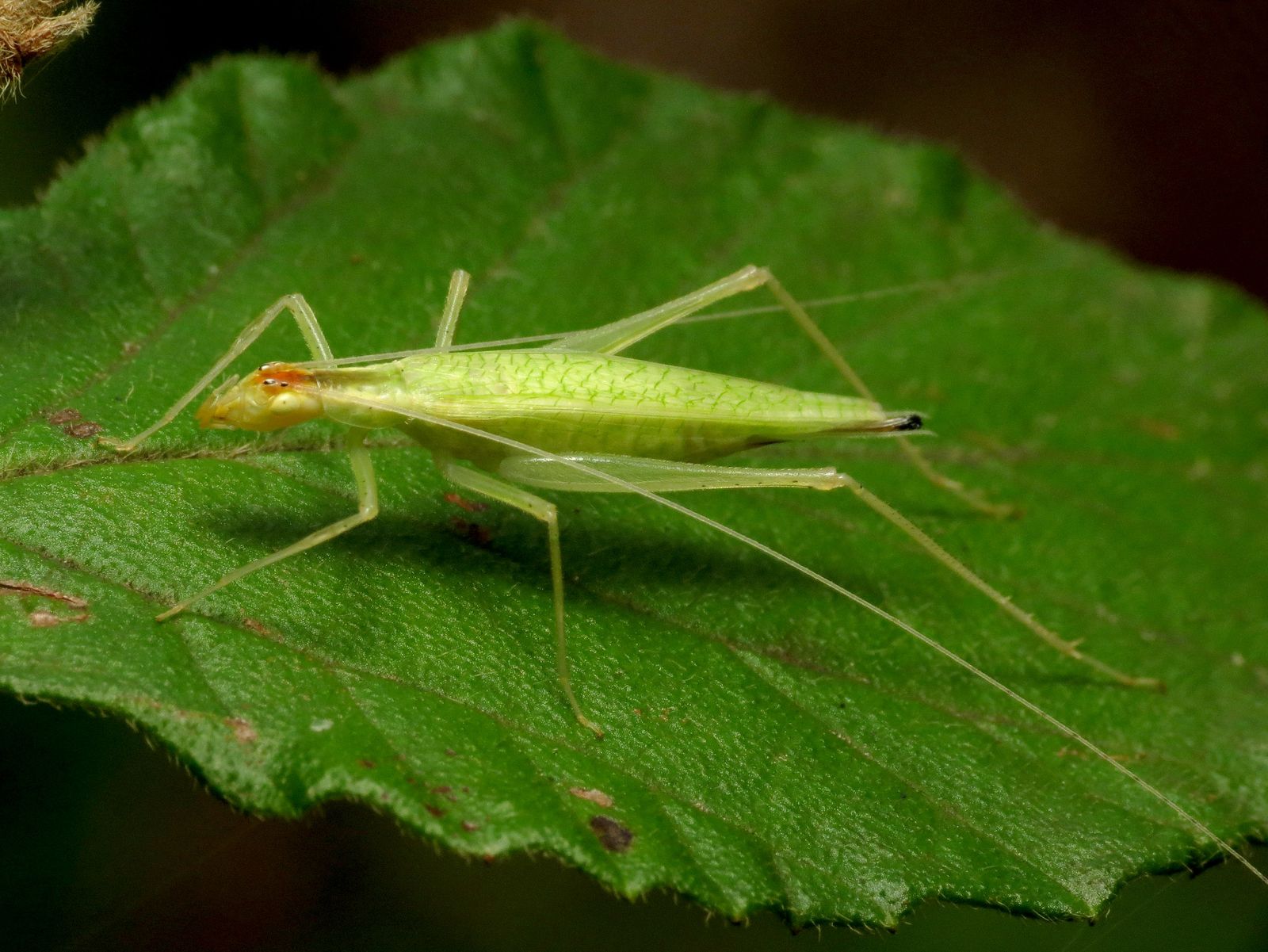 Cricket, Insect Behavior & Adaptations