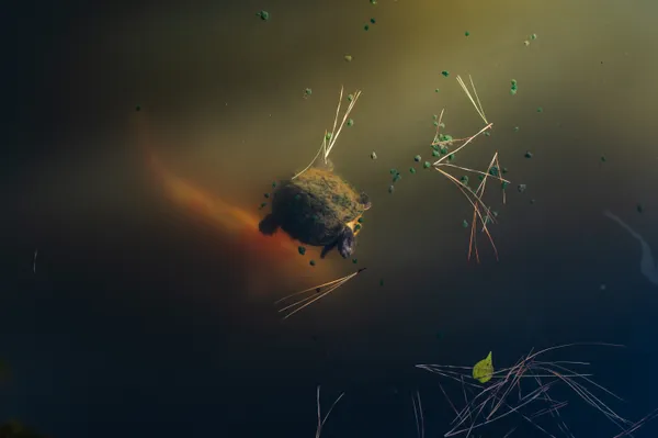 Turtle and Koi thumbnail