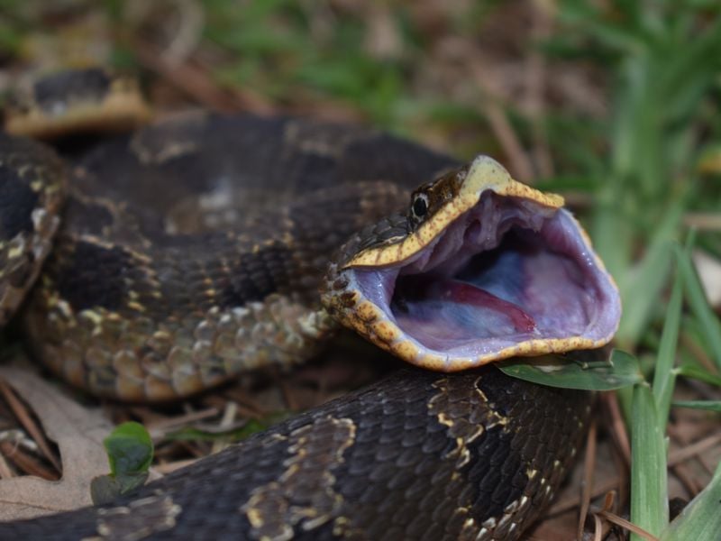 Eastern Hognose | Smithsonian Photo Contest | Smithsonian Magazine