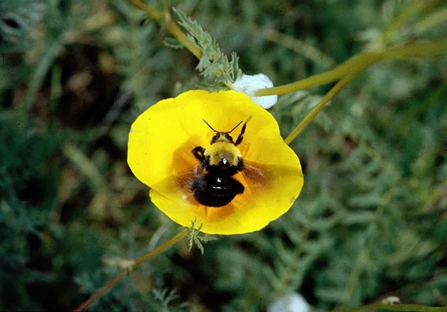 Franklins bumblebee