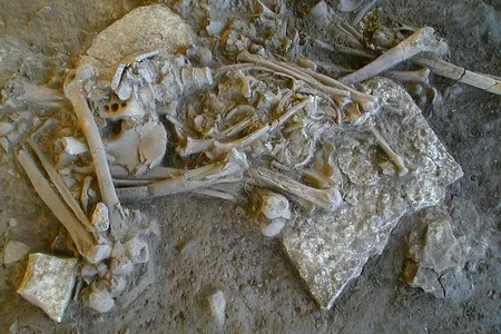 One of the complete skeletons analyzed in the new study