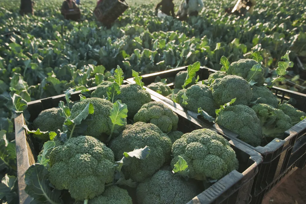 Crates of broccoli