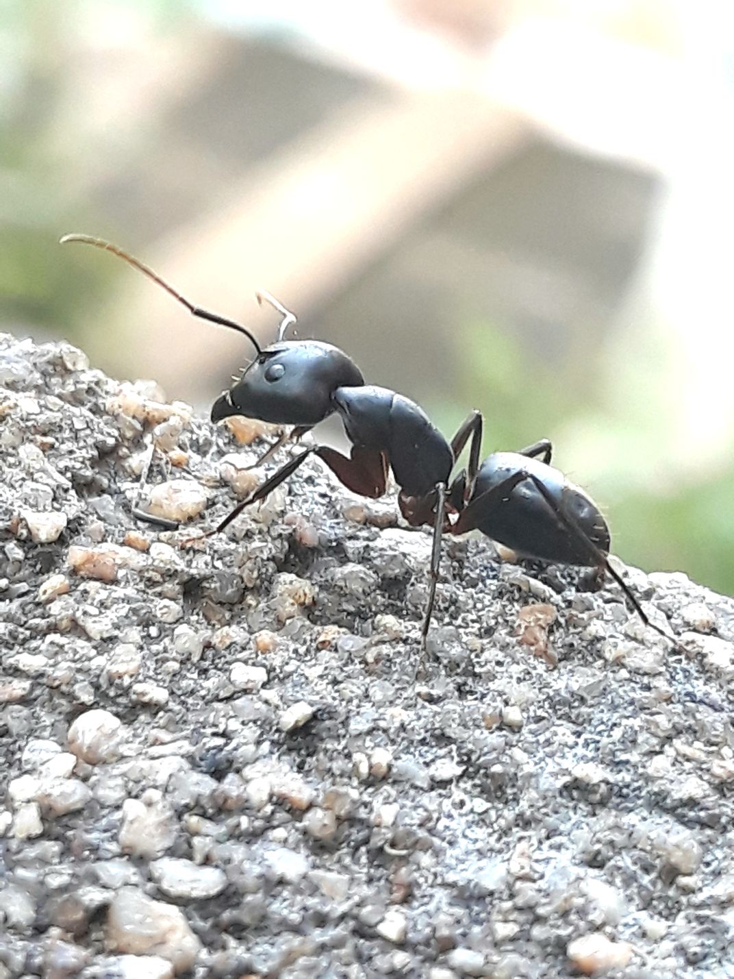 An Ant Smithsonian Photo Contest Smithsonian Magazine 9310