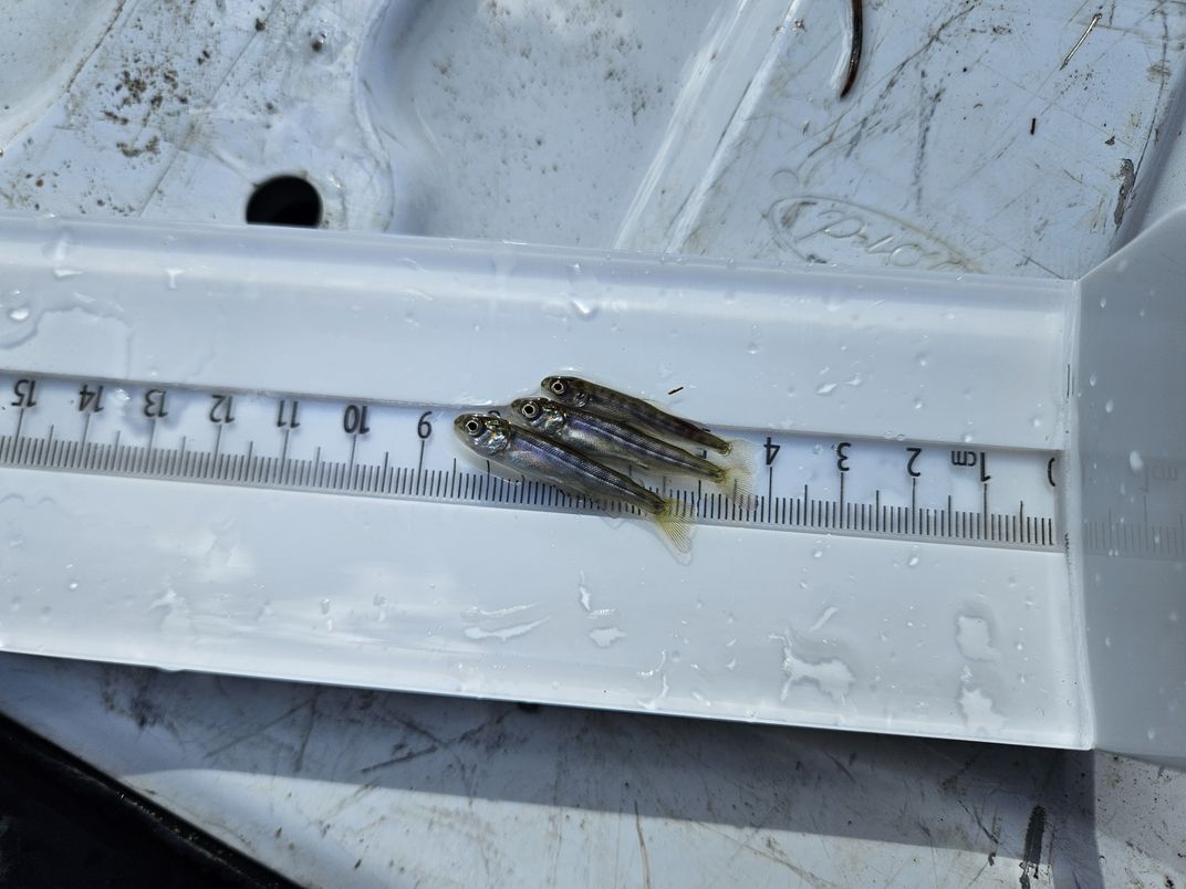 Small fish next to a measuring tape
