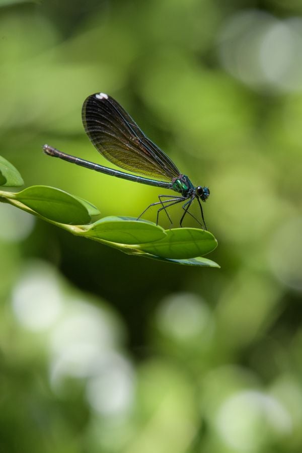 A beautiful bug on a boxwood bush. thumbnail