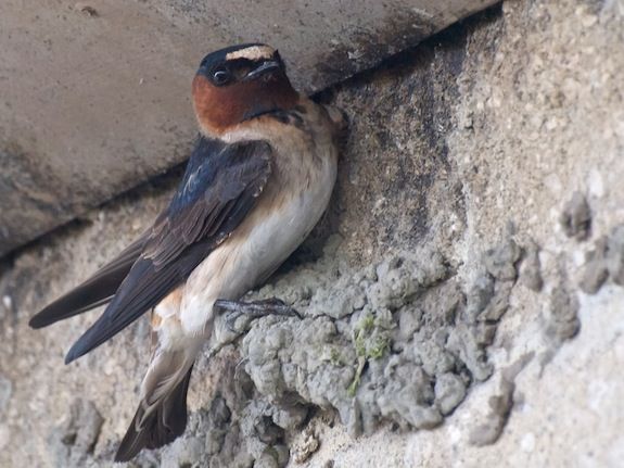 This cliff swallow has built a nest beneath a road.