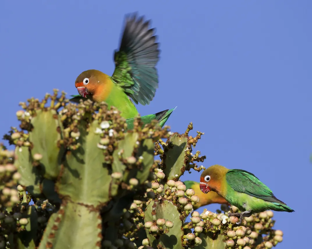 two lovebirds with orange heads and white eye patches on a cactus