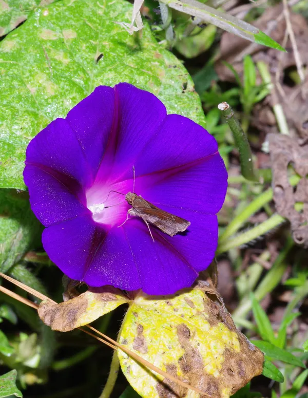 A Brown Moth getting nectar from a morning glory flower. thumbnail