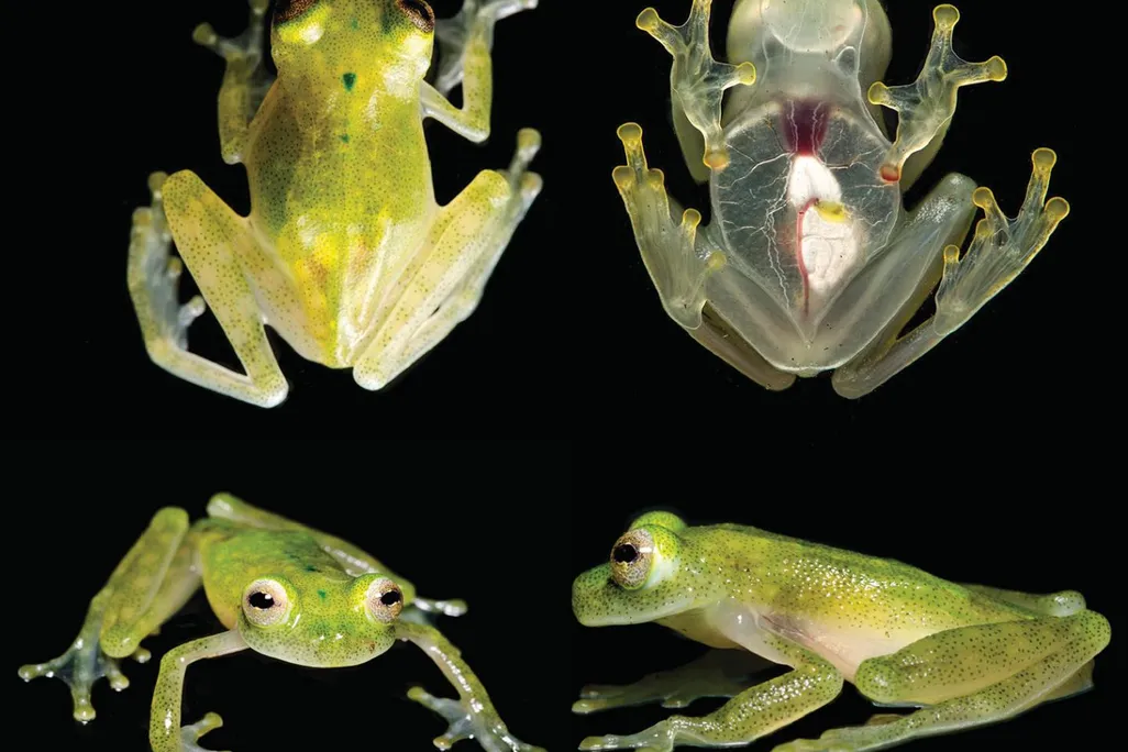 Glass Frog