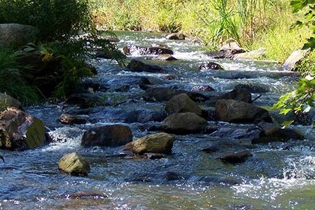 Town Brook, the once main water supply for Pilgrims in 1621 has been ailing for decades due to multiple dams constructed along the 1.5-mile stream.