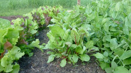 A photographic update on Lisa's fledgling garden