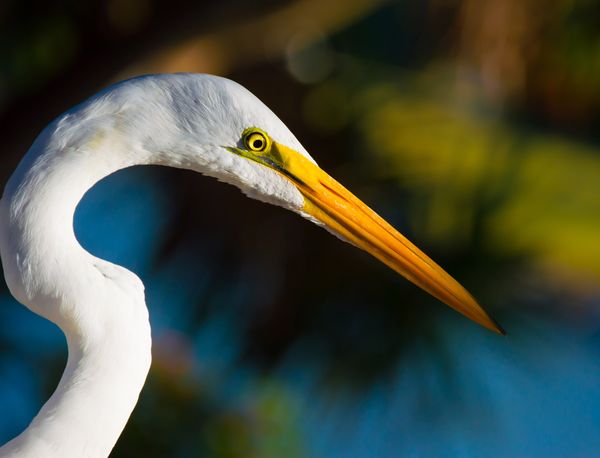 Side View of a Great Egret. thumbnail