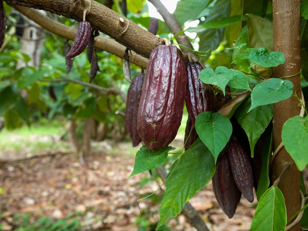 Cocoa tree