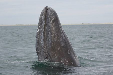 A gray whale "spyhopping" off the coast of Alaska. Gray whales migrate over 12,000 miles along North America's west coast. 