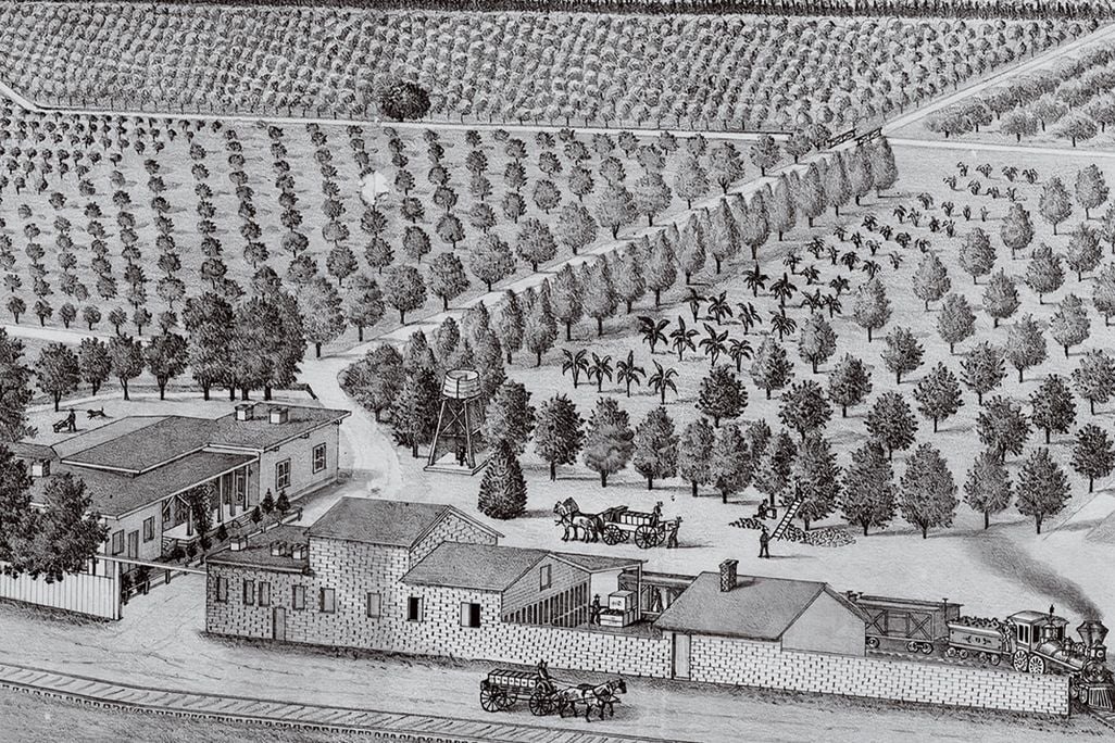 Illustration of Orange and lemon groves