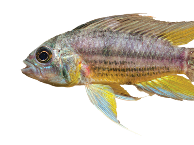 Amazon Fish