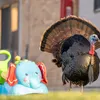 Why Are Urban Turkeys Thriving? icon