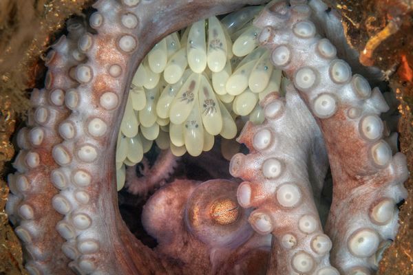 Octopus Mother thumbnail