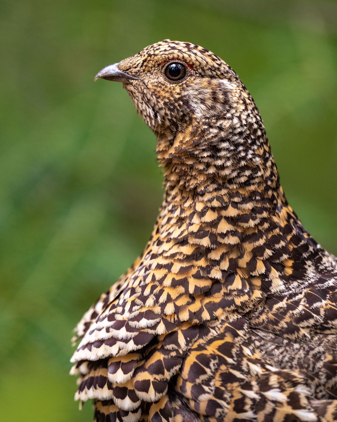 Closeup of a bird's body covered in brown feathers with white