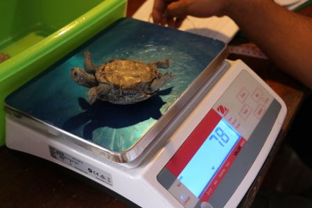 Española tortoises are reared for five years before being released on the Galápagos' Española Island.