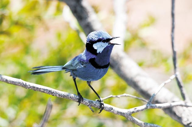 butcherbird