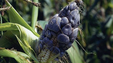 Huitlacoche, a black corn fungus, is an agricultural bane to some, but to others, it’s a delicacy.
