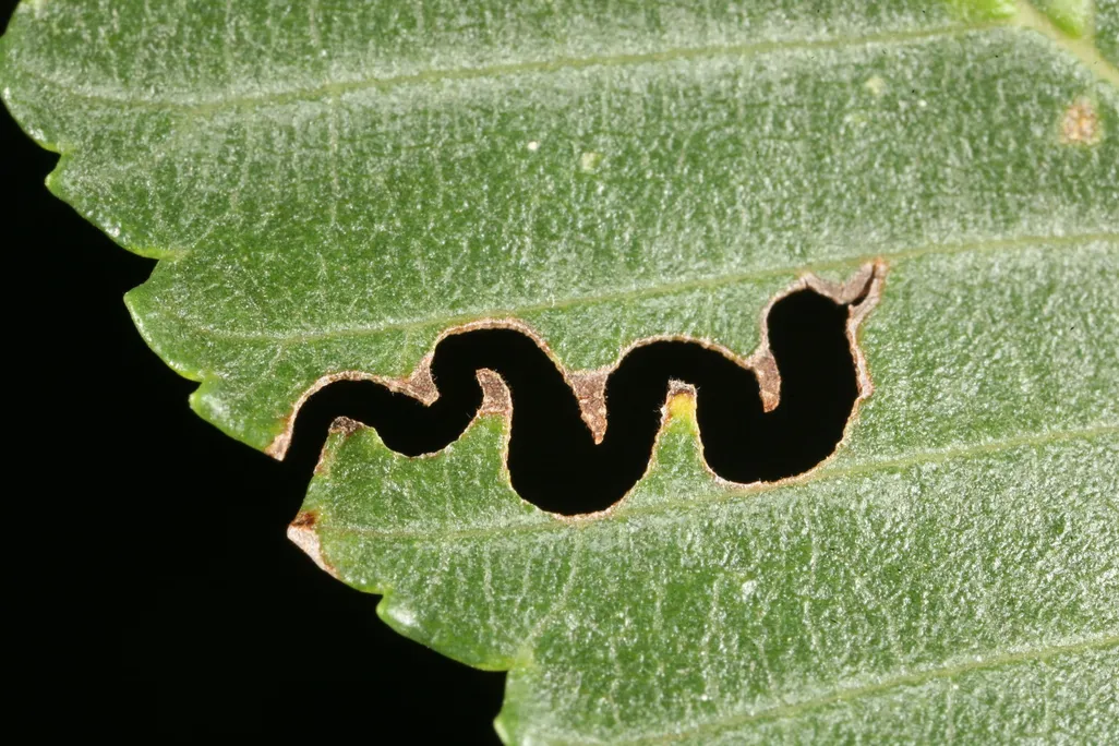 A squiggly line that an insect has eaten from a leaf