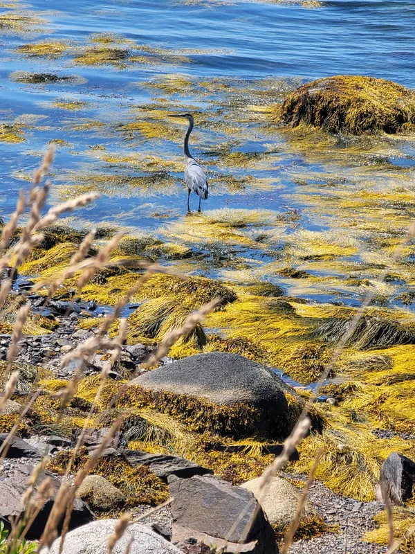 Great blue heron standing in Deep Cove, Nova Scotia, Canada. thumbnail