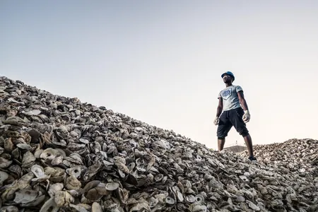 New York restaurants donated these oyster shells to the project. They'll be used to grow new oysters as part of an ambitious restoration program.