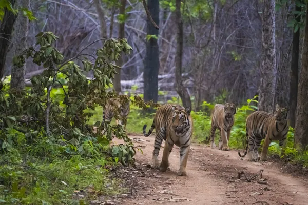 Cat family thumbnail