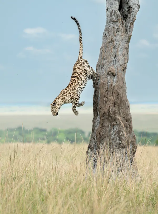 Gravity’s Grace thumbnail