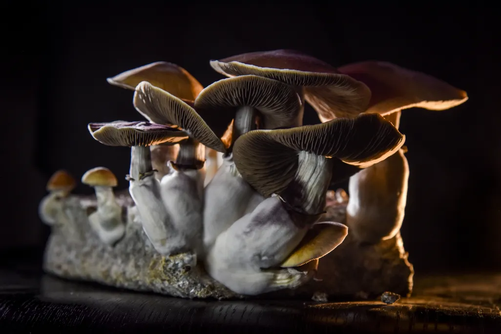 A photograph of a group of small, white psychedelic mushrooms.