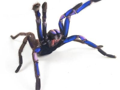 Chilobrachys natanicharum, the electric blue tarantula