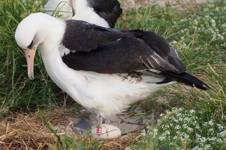 Wisdom's mate Akeakamai tends to their egg in December, 2017 