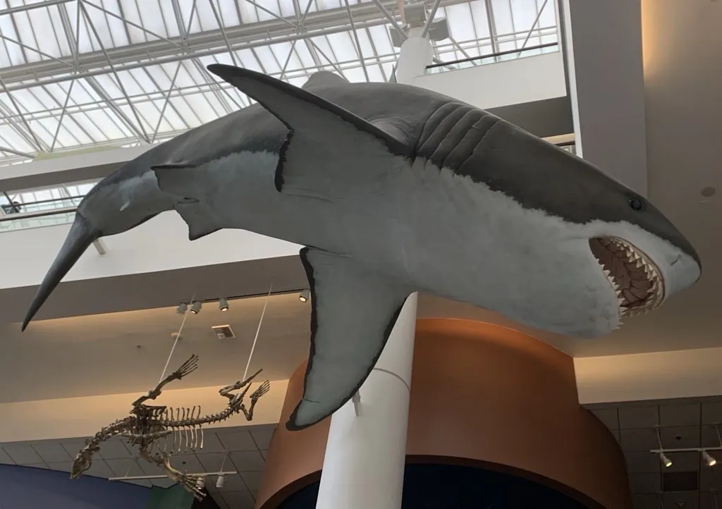 a reconstruction of a megalodon hangs from the ceiling in a museum