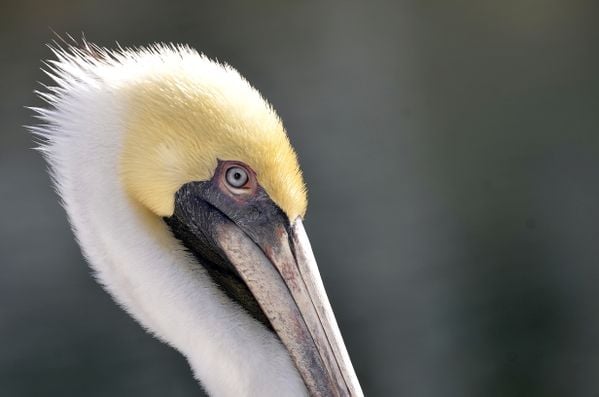 Portrait of a Pelican thumbnail