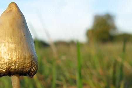 Emerging research indicates that low doses of the active chemical psilocybin can have positive psychiatric effects.