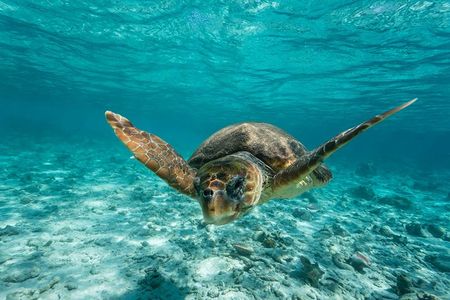Scientists and ocean advocates are hoping to find a way to both protect sea turtles and other threatened species and help fishermen make a living.