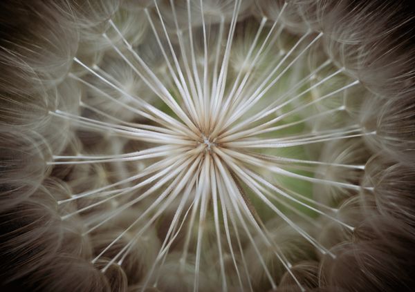 Up close and personal with a dandelion. thumbnail