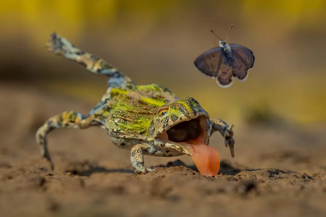 a frog clumsily jumps with its tongue out, missing a butterfly above
