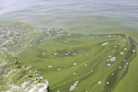 Algae floating on Lake Erie seeped into the City of Toledo's water supply, forcing a region-wide water ban.