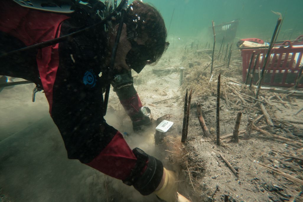 A diver excavating wood underwater