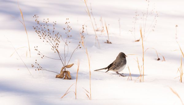 Little bird playing in the snow thumbnail