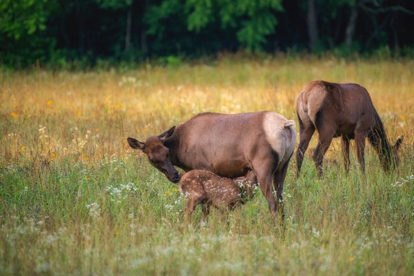 Cow and calf elk feeding in the Great Smoky Mountains National Park thumbnail